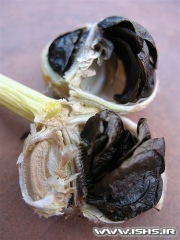 amaryllis seed pod