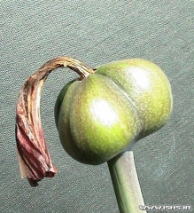 amaryllis seed pod