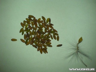 geranium-seeds