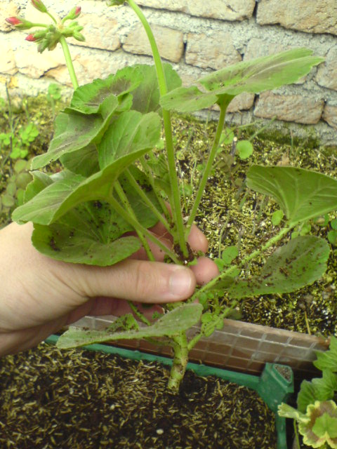 قلمه شمعدانی اماده برای کاشت