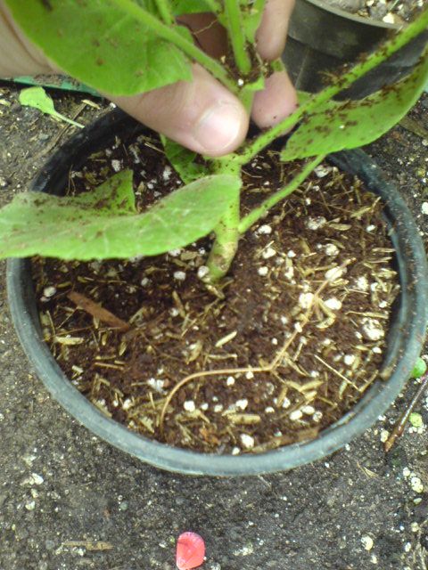 کاشتن قلمه در بستر