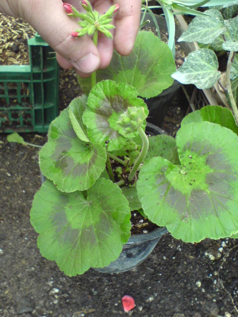 قلمه کاشته شده در بستر