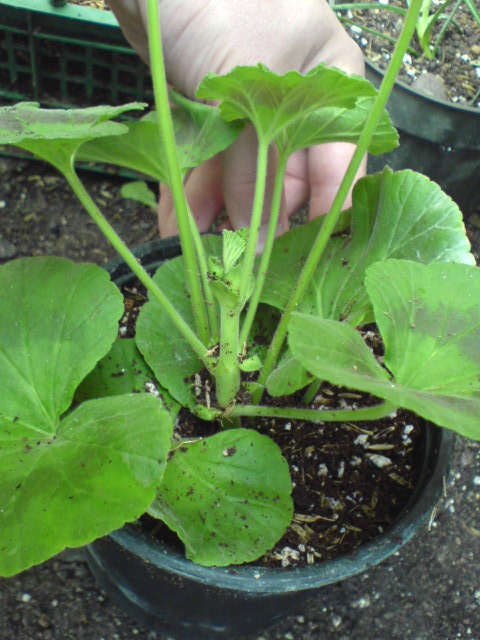 قلمه کاشته شده در بستر