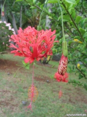 hibiscus schizopetalus