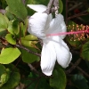 hibiscus arnottianus