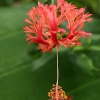 hibiscus schizopetalus