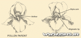 آناتومی گل زنبق