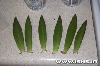 asiatic-lily-leaf-1