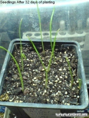lilium-trumpet-yellow-clones-tetraploid-seedlings