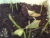 گیاهچه های کوچک بذری آسیاتیک