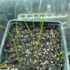 lilium-trumpet-yellow-clones-tetraploid-seedlings