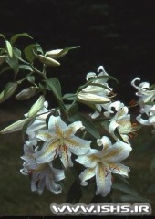 l-auratum-var-platyphyllum