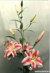 Oriental Lilium Hybrid Var villanova