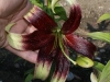 Lilium nepalense