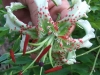 Lilium speciosum gloriosoides