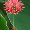 ختمی چینی وحشی گونه hibiscuss chizopetalus