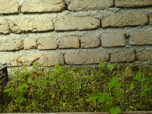 بستر کاشت قلمه های رز