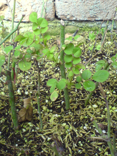 قلمه های رز که جوانه زده اند