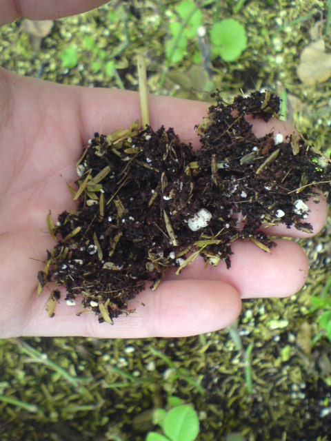 بستر قلمه های رز