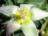 مادگی در گل ماده رقم Fairhope