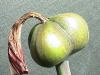 amaryllis-seed-pod2