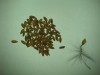 geranium-seeds