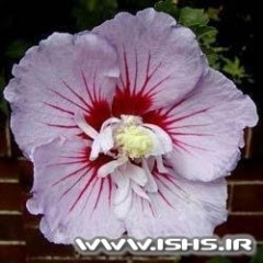 hibiscus syriacus ardens