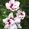 hibiscus syriacus lady stanley