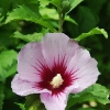 hibiscus syriacus rose of sharon althea