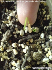 2-lilium-pumilum-seedlings-germinate-after-10-days