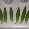 asiatic-lily-leaf-1