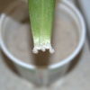 asiatic-lily-leaf-2