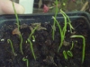 Asiatic Lily Seedling