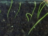 گیاهچه های کوچک بذری آسیاتیک