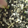 lilium-pumilum-seedlings-germinate-after-10-days