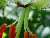 martagon-pod-x-ledebourii-pollen