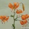 lilium-amabile-orange