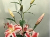 Oriental Lilium Hybrid Var villanova