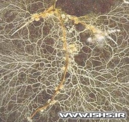 mycorrhizal