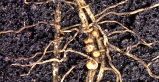 soybean-cyst-nematode-feature