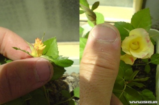 گل رز بذری که در چهار ماه اولین گل را تولید کرد