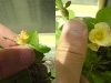 گل رز بذری که در چهار ماه اولین گل را تولید کرد